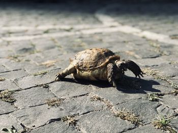 High angle view of tortoise on footpath