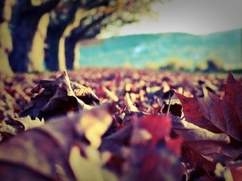 Close-up of leaves on twig