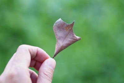 Close-up of hand holding leaf