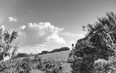 Trees on field against sky