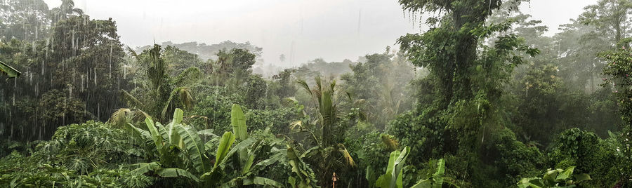 Trees growing in forest