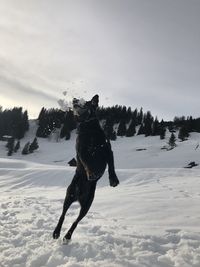 Dog on snow covered land