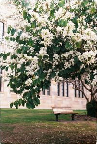 View of flowering plants in park