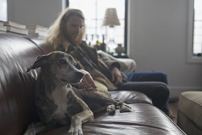 A dog on a sofa with a man in the background