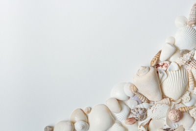 Directly above shot of seashells on table against white background