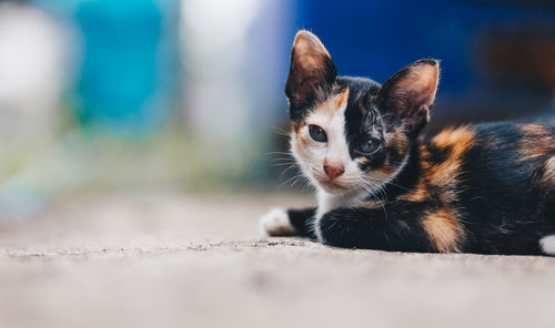 Close-up of a cat