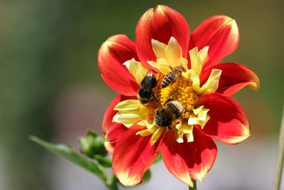 Close-up of bee pollinating on flower