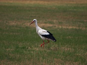 Side view of bird on land