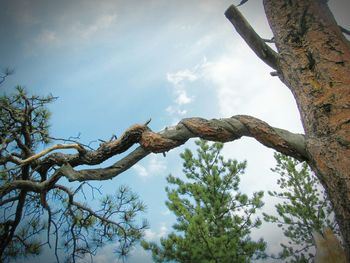 Low angle view of trees in forest against sky