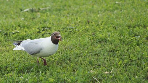 Birds on grassy field