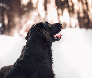 Close-up of a dog looking away