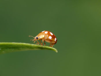 Close-up of insect on leaf