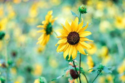 Close-up of yellow flowering plant on field