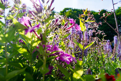 Purple flowers blooming in spring