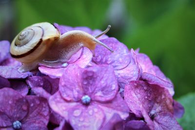 Close-up of snail raindrops on purple flower