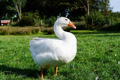 Close-up of duck on field