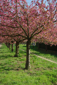 Pink cherry blossom tree on field