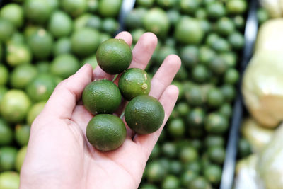 Close-up green lime on hands, fresh and vegetanles