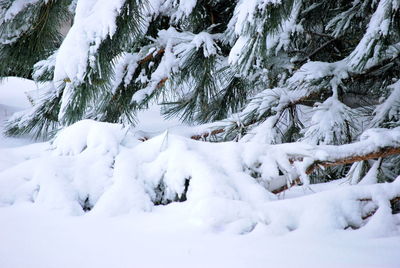 Snow covered trees on field during winter