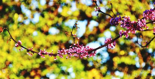 Close-up of pink flowers