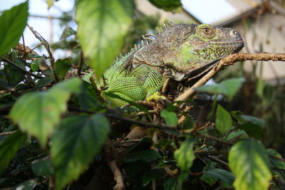 Close-up of lizard on branch