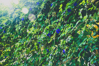 Full frame shot of plants