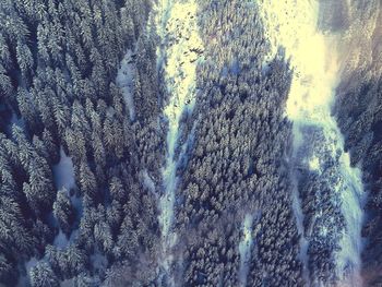 Full frame shot of frozen trees against sky in winter