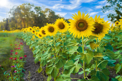 Close-up of yellow flowering plant on field
