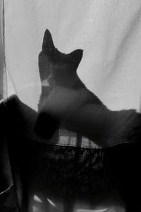Low section of woman with shadow on cat
