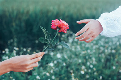 Cropped hand giving flower