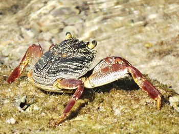 Close-up of crab on shore