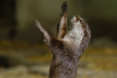 Asian small clawed otter reaching up