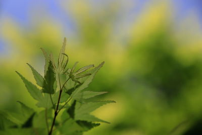 Close-up of plant leaves on field