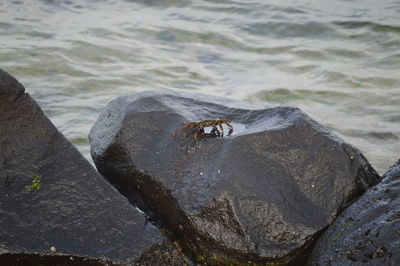 View of horse on rock in sea