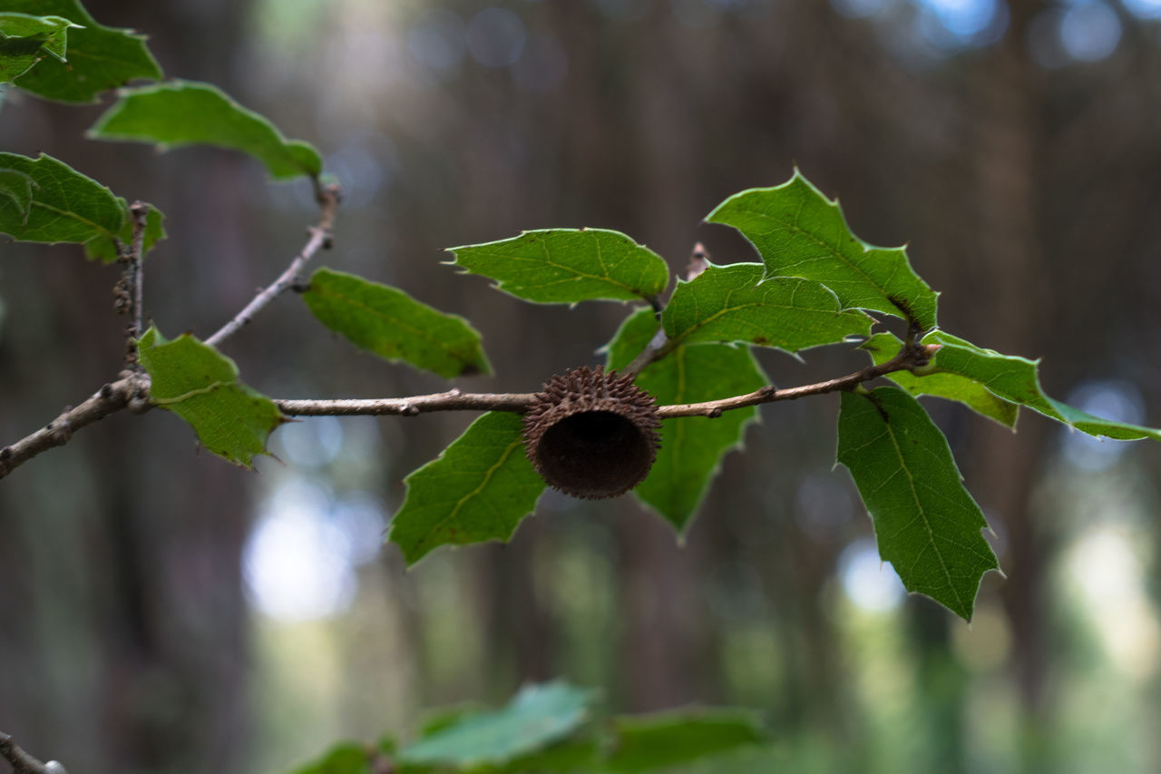 CLOSE-UP OF FRUIT ON TREE