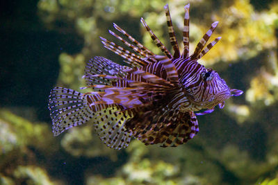 Portrait of a lionfish - rotfeuerfisch