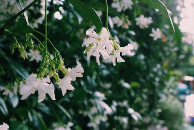 Close-up of white flowers blooming on tree