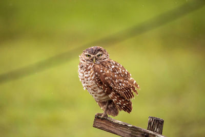 Adult burrowing owl athene cunicularia perched outside its burrow on marco island, florida