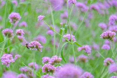 Close-up of pink flowering plants