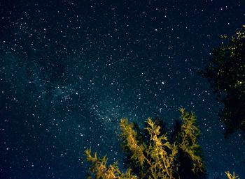 Low angle view of trees against sky at night