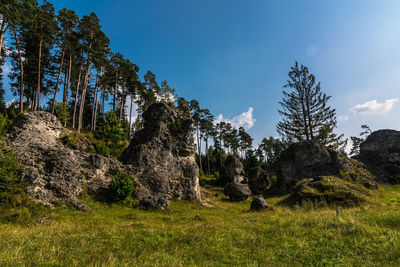 Low angle view of trees against sky