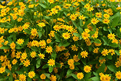 Close-up of yellow flowering plants on field