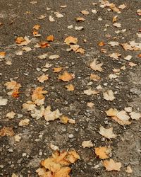High angle view of dry leaves on road
