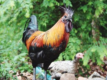 Low angle view of rooster