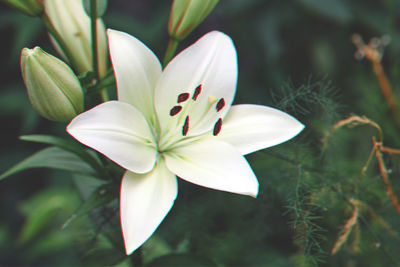 Close-up of white flowering plant