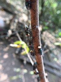 Close-up of lizard on tree