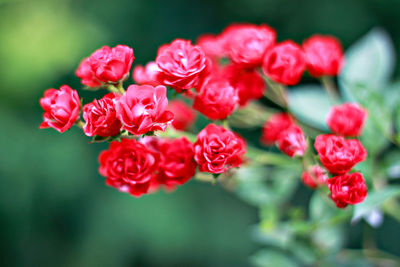 Close-up of red roses blooming outdoors