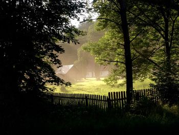 Trees in foggy weather