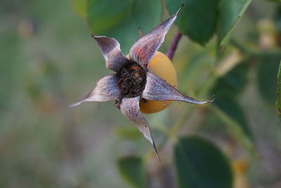 Close-up of honey bee on plant