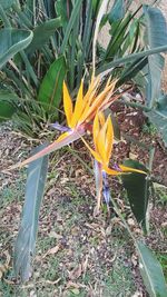 Close-up of crocus blooming on field